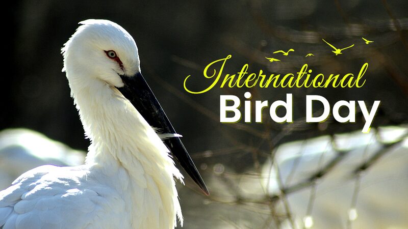 Exploring_Chinas_Avian_Wonders_on_International_Bird_Day_poster - Khabar Asia Exploring China's Avian Wonders on International Bird Day video poster