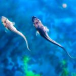 Exploring_Conservation_Success_at_the_Yangtze_River_s_Rare_Fish_Breeding_Base video poster