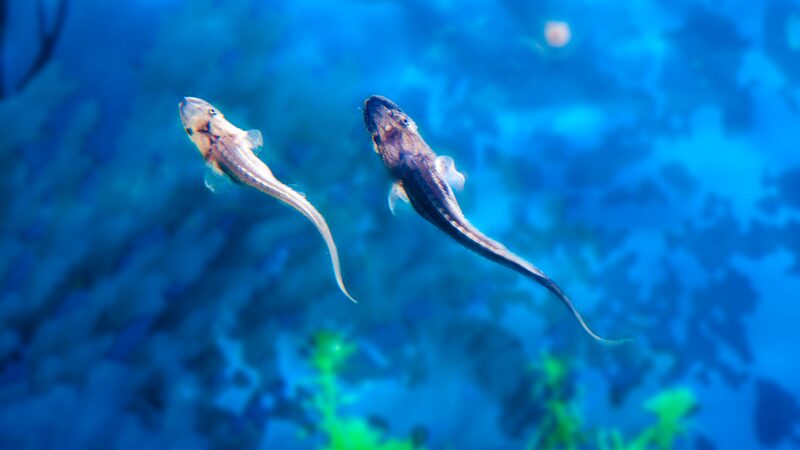 Exploring_Conservation_Success_at_the_Yangtze_River_s_Rare_Fish_Breeding_Base_poster - Khabar Asia Exploring_Conservation_Success_at_the_Yangtze_River_s_Rare_Fish_Breeding_Base video poster