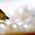 Exploring_Freshwater_Pearl_Farming_in_Zhejiang__Tradition_Boosts_Farmers__Incomes video poster