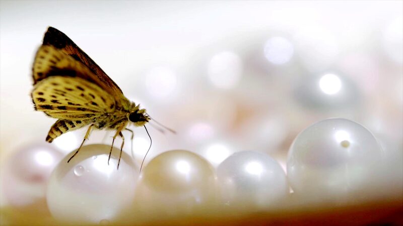 Exploring_Freshwater_Pearl_Farming_in_Zhejiang__Tradition_Boosts_Farmers__Incomes_poster - Khabar Asia Exploring_Freshwater_Pearl_Farming_in_Zhejiang__Tradition_Boosts_Farmers__Incomes video poster