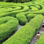 Exploring Guangdong's Tea Tree Maze: A Lush Adventure Awaits