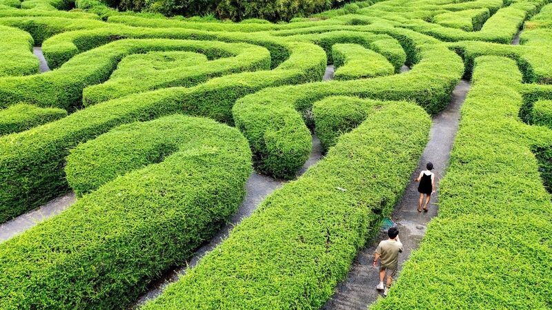 Exploring Guangdong's Tea Tree Maze: A Lush Adventure Awaits