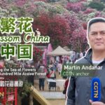 Exploring Guizhou's Enchanting 100-Mile Azalea Forest video poster