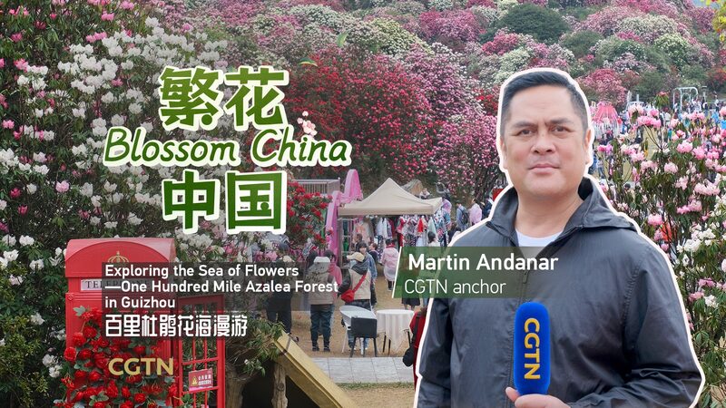 Exploring_Guizhous_Enchanting_100-Mile_Azalea_Forest_poster - Khabar Asia Exploring Guizhou's Enchanting 100-Mile Azalea Forest video poster