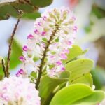 Exploring Hainan's Tropical Rainforest: China's Green Treasure and Its Winged Wonders