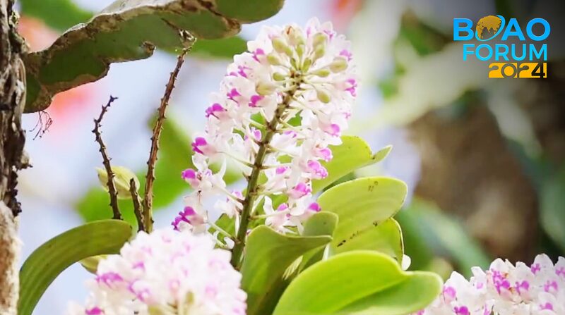 Exploring Hainan's Tropical Rainforest: China's Green Treasure and Its Winged Wonders