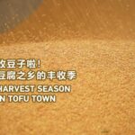 Exploring Hubei's Soybean Harvest: Journey Through Shipai's 'Tofu Town' video poster