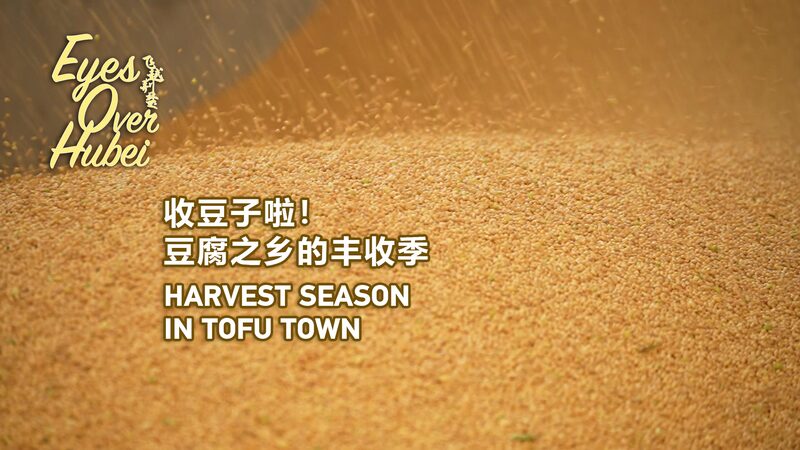 Exploring Hubei's Soybean Harvest: Journey Through Shipai's 'Tofu Town' video poster