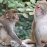 Exploring Nanwan Monkey Island: China's Tropical Sanctuary for Macaques
