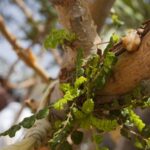 Exploring_Oman_s_Salalah_Frankincense_Museum__A_Journey_Along_the_Ancient_Silk_Road video poster