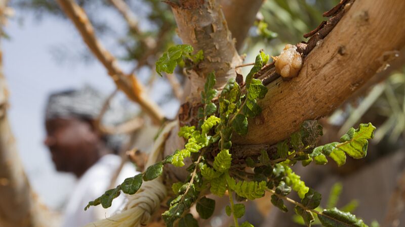 Exploring_Oman_s_Salalah_Frankincense_Museum__A_Journey_Along_the_Ancient_Silk_Road_poster - Khabar Asia Exploring_Oman_s_Salalah_Frankincense_Museum__A_Journey_Along_the_Ancient_Silk_Road video poster