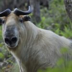 Exploring Sichuan's Tangjiahe: A Wildlife Paradise in Southwest China video poster