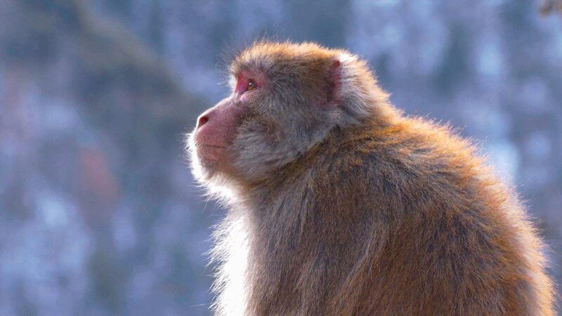 Exploring Tibetan Rhesus Macaque Society in China's Xizang Mountains video poster