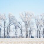 Exploring Xiaohan: Celebrating the Minor Cold Solar Term in Chinese Tradition