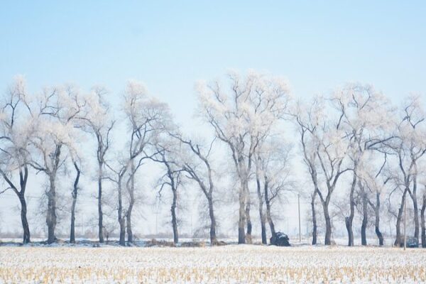 Exploring Xiaohan: Celebrating the Minor Cold Solar Term in Chinese Tradition