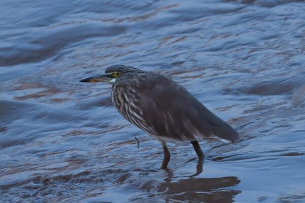 Exploring the Avian Wonders of Mingxi County: China's Vital Migratory Bird Haven video poster