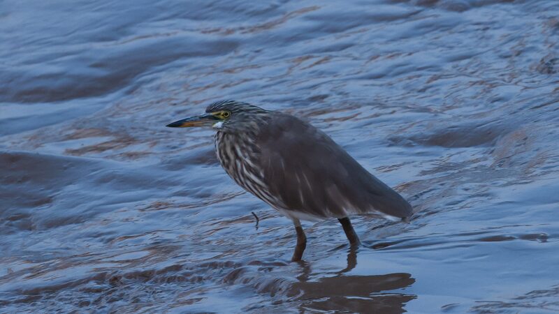 Exploring the Avian Wonders of Mingxi County: China's Vital Migratory Bird Haven video poster