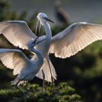 Exploring the Egrets of Caofeidian Wetland: A Haven for Wildlife in Hebei Province video poster