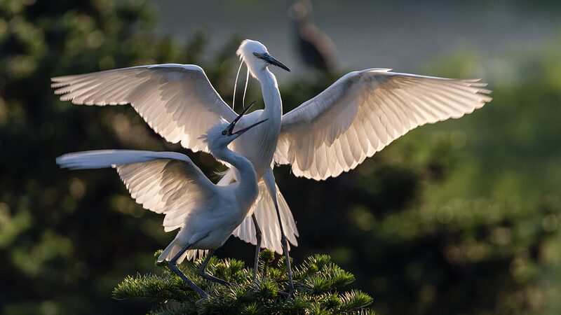 Exploring_the_Egrets_of_Caofeidian_Wetland_A_Haven_for_Wildlife_in_Hebei_Province_poster - Khabar Asia Exploring the Egrets of Caofeidian Wetland: A Haven for Wildlife in Hebei Province video poster