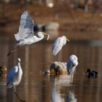Exploring the Egrets of Caofeidian Wetland in North China's Hebei Province video poster