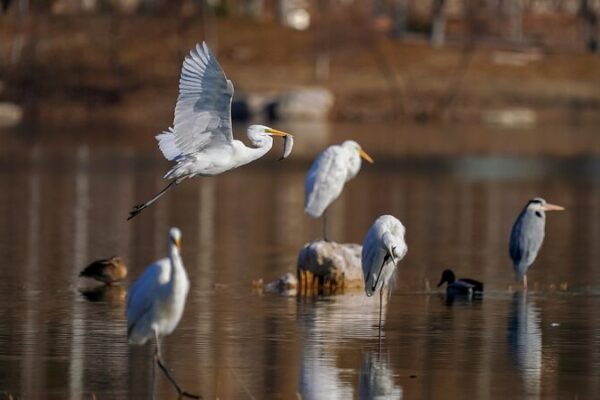 Exploring the Egrets of Caofeidian Wetland in North China's Hebei Province video poster