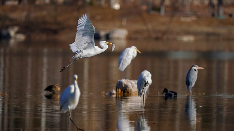 Exploring the Egrets of Caofeidian Wetland in North China's Hebei Province video poster