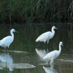 Exploring the Enchanting World of Egrets in China's Caofeidian Wetland video poster