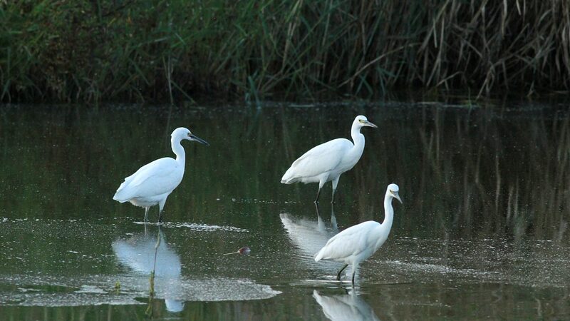 Exploring the Enchanting World of Egrets in China's Caofeidian Wetland video poster
