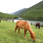 Exploring the Iconic Bays of the Kanas River in Xinjiang's Kanas Scenic Area video poster