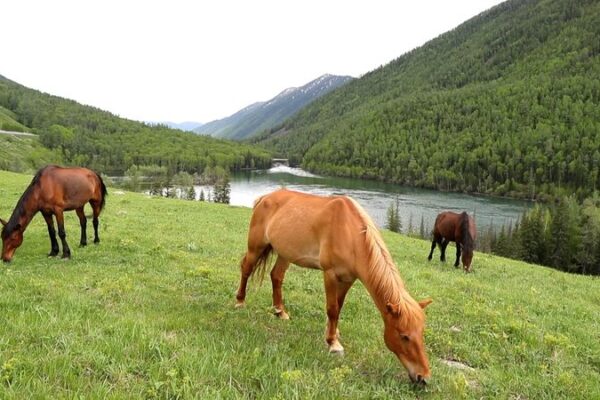 Exploring the Iconic Bays of the Kanas River in Xinjiang’s Kanas Scenic Area Exploring the Iconic Bays of the Kanas River in Xinjiang's Kanas Scenic Area video poster