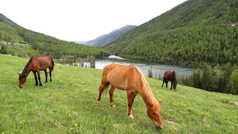 Exploring the Iconic Bays of the Kanas River in Xinjiang's Kanas Scenic Area video poster