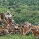 Exploring the Northeast China Tiger and Leopard National Park: A Wildlife Wonderland
