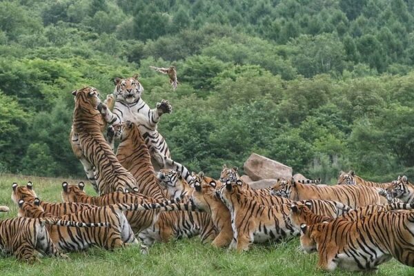 Exploring the Northeast China Tiger and Leopard National Park: A Wildlife Wonderland Exploring the Northeast China Tiger and Leopard National Park: A Wildlife Wonderland