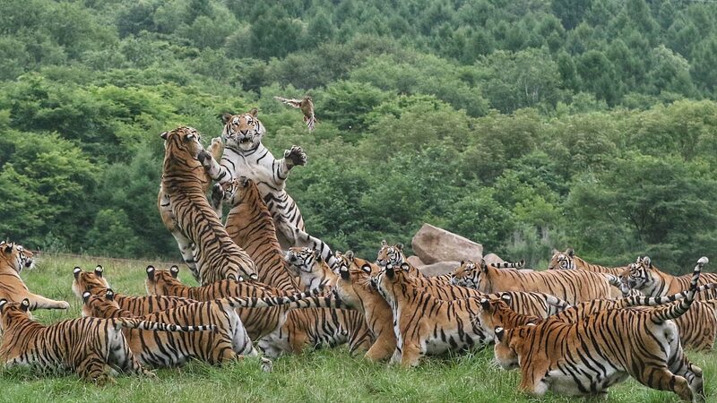 Exploring_the_Northeast_China_Tiger_and_Leopard_National_Park_A_Wildlife_Wonderland - Khabar Asia Exploring the Northeast China Tiger and Leopard National Park: A Wildlife Wonderland