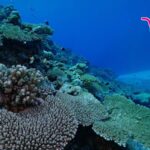 Exploring the Rich Marine Biodiversity of Sansha, China's Southernmost City