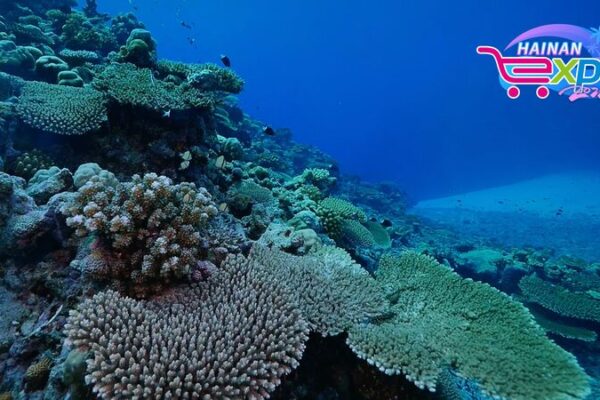 Exploring the Rich Marine Biodiversity of Sansha, China's Southernmost City