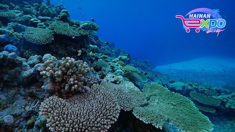 Exploring_the_Rich_Marine_Biodiversity_of_Sansha_Chinas_Southernmost_City - Khabar Asia Exploring the Rich Marine Biodiversity of Sansha, China's Southernmost City