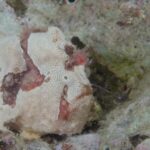 Exploring the Underwater Marvels of China's Hainan Island video poster