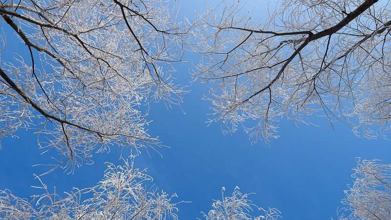 Exploring the Winter Wonders of Xinjiang's Wusu Foshan National Forest Park video poster