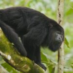 Extreme Heat Leads to Howler Monkey Deaths in Mexico: A Warning for Asia
