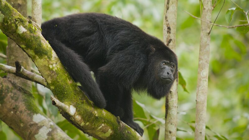 Extreme_Heat_Leads_to_Howler_Monkey_Deaths_in_Mexico_A_Warning_for_Asia - Khabar Asia Extreme Heat Leads to Howler Monkey Deaths in Mexico: A Warning for Asia