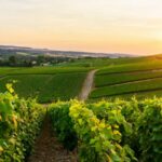 Extreme Weather in 2023 Severely Impacts Italian Agriculture, Forestry, and Fishing Sectors