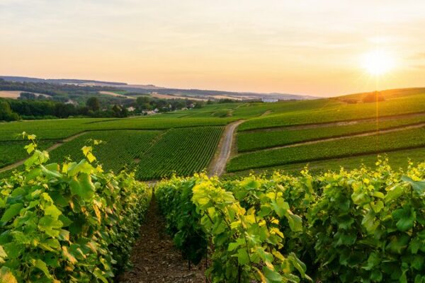 Extreme Weather in 2023 Severely Impacts Italian Agriculture, Forestry, and Fishing Sectors Extreme Weather in 2023 Severely Impacts Italian Agriculture, Forestry, and Fishing Sectors