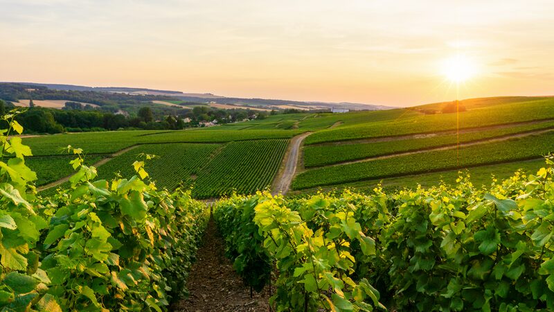 Extreme_Weather_in_2023_Severely_Impacts_Italian_Agriculture_Forestry_and_Fishing_Sectors - Khabar Asia Extreme Weather in 2023 Severely Impacts Italian Agriculture, Forestry, and Fishing Sectors