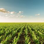 Extreme Weather to Challenge New Zealand Agriculture for Next Decade, Experts Say