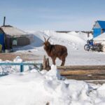 Extreme Winter Claims Over Two Million Livestock in Mongolia