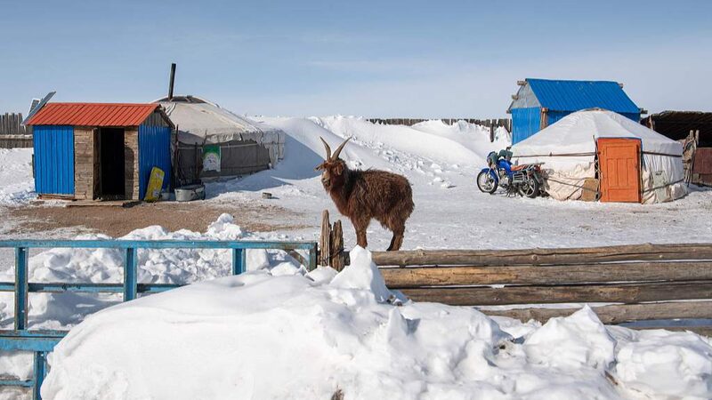 Extreme_Winter_Claims_Over_Two_Million_Livestock_in_Mongolia - Khabar Asia Extreme Winter Claims Over Two Million Livestock in Mongolia