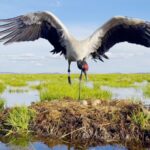 Fairies_of_the_Plateau__Black_Necked_Cranes_in_Sichuan - Khabar Asia Fairies_of_the_Plateau__Black_Necked_Cranes_in_Sichuan