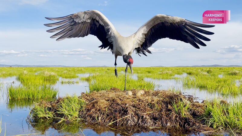 Fairies_of_the_Plateau__Black_Necked_Cranes_in_Sichuan - Khabar Asia Fairies_of_the_Plateau__Black_Necked_Cranes_in_Sichuan